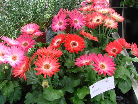 photo of flower to be used as: Pot and bedding Gerbera jamesonii Royal Bicolor