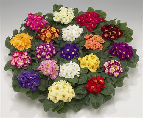 photo of flower to be used as: Pot and bedding Primula acaulis, veris, vulgaris Mega mixture