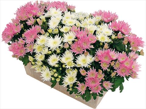 photo of flower to be used as: Pot and bedding 2 Combo Corto® - Corto® Blanc