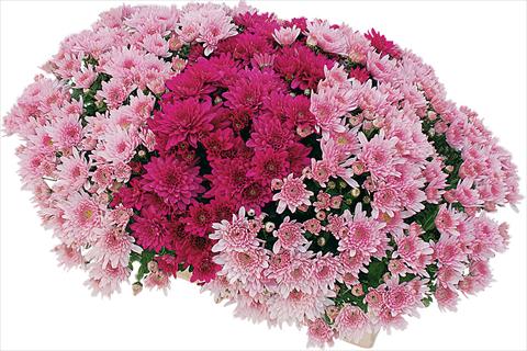 photo of flower to be used as: Pot and bedding 2 Combo Yahou® - Senso®