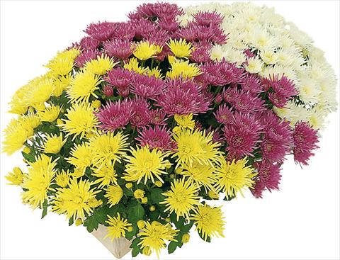 photo of flower to be used as: Pot and bedding 3 Combo Corto® Blanc - Corto® Jaune - Corto® Violet