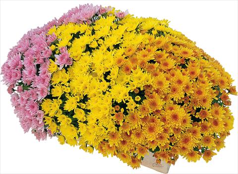 photo of flower to be used as: Pot and bedding 3 Combo Yahou® - Yahou® Abricot - Yahou® Golden