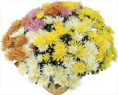 photo of flower to be used as: Pot and bedding 4 Combo Corto® - Corto® Blanc - Corto® Jaune - Corto® Orange