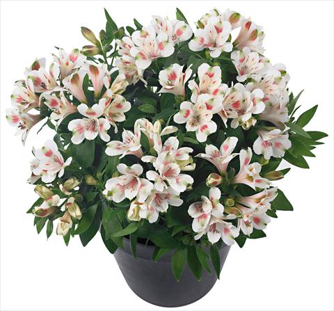 photo of flower to be used as: Pot and bedding Alstroemeria Inticancha® Creamy Dark Pink