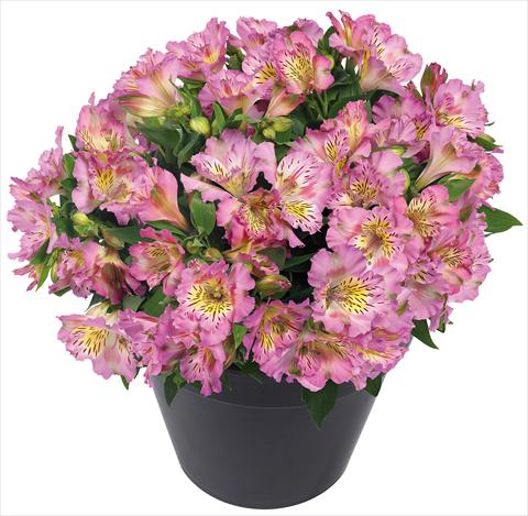 photo of flower to be used as: Pot and bedding Alstroemeria Inticancha® Sunday