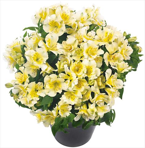 photo of flower to be used as: Pot and bedding Alstroemeria Inticancha® Sunlight