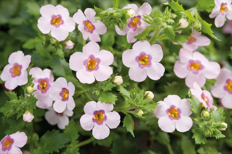 photo of flower to be used as: Pot, patio, basket Bacopa (Sutera cordata) Scopia® Great Classic Pink