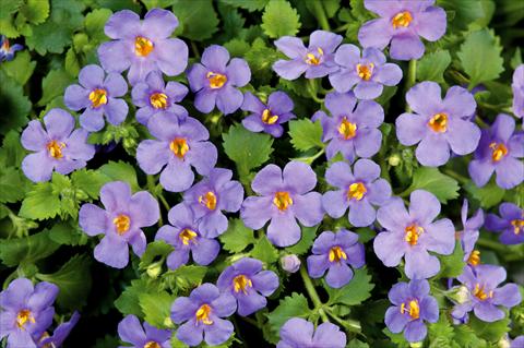 photo of flower to be used as: Pot, patio, basket Bacopa (Sutera cordata) Scopia® Gulliver Blue
