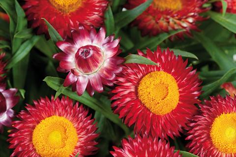 photo of flower to be used as: Pot and bedding Helichrysum (Bracteantha) Helica™ Dark Red