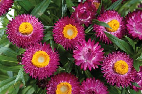 photo of flower to be used as: Pot and bedding Helichrysum (Bracteantha) Helica™ Purple Improved