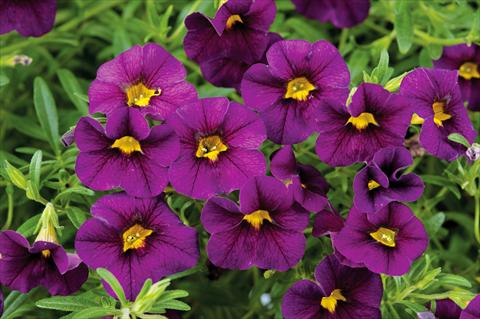 photo of flower to be used as: Pot, patio, basket Calibrachoa Noa™ Black Purple