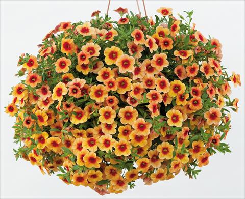 photo of flower to be used as: Pot, patio, basket Calibrachoa Noa™ Sunset