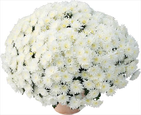 photo of flower to be used as: Pot and bedding Chrysanthemum Matou® Blanc