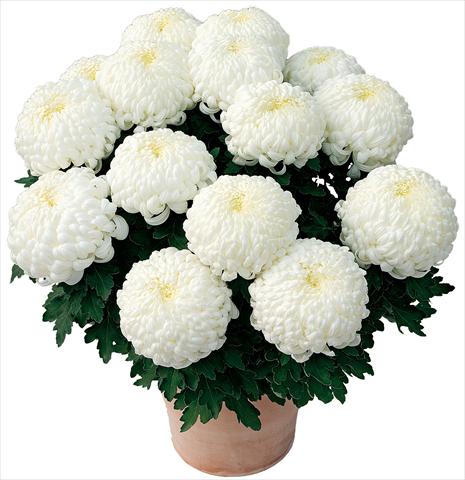 photo of flower to be used as: Pot and bedding Chrysanthemum Paladin® Blanc