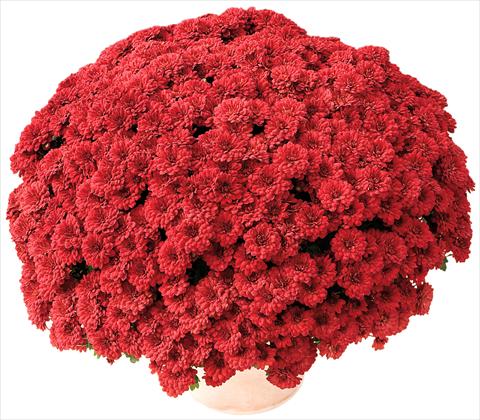 photo of flower to be used as: Pot and bedding Chrysanthemum Tribal® Rouge