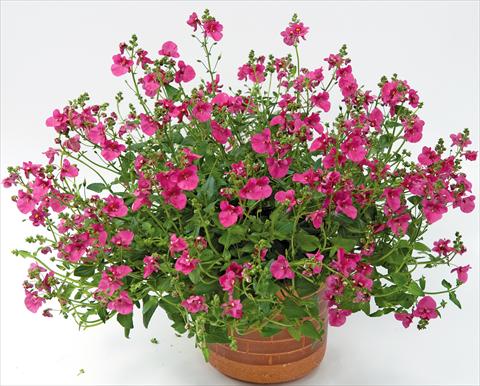 photo of flower to be used as: Pot, patio, basket Diascia Genta™ Bold Pink