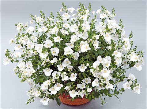 photo of flower to be used as: Pot, patio, basket Diascia Genta™ Classic White