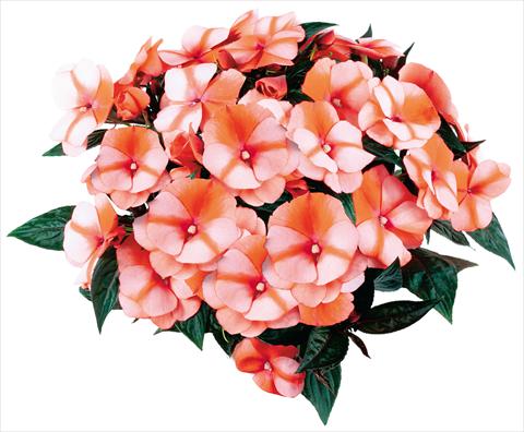 photo of flower to be used as: Pot and bedding Impatiens N. Guinea fides® Tamarinda® Red Bicolour Improved