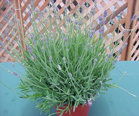 photo of flower to be used as: Pot and bedding Lavandula angustifolia Munstead Hishtils Strain