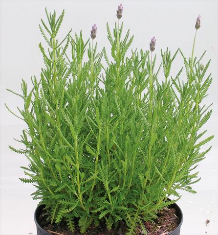 photo of flower to be used as: Pot and bedding Lavandula dentata 