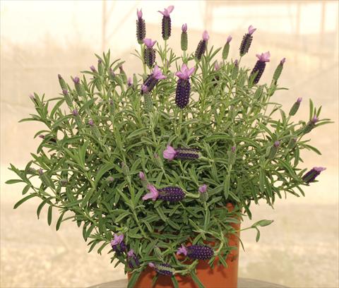 photo of flower to be used as: Pot and bedding Lavandula stoechas Devonshire Compact Purple