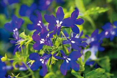 photo of flower to be used as: Pot, patio, basket Lobelia Hot® Dark Blue