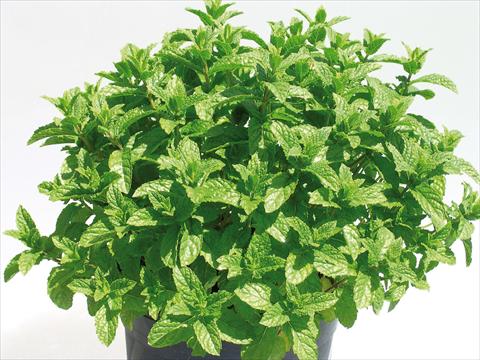 photo of flower to be used as: Pot and bedding Mentha spicata Moroccan