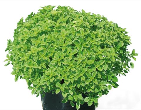 photo of flower to be used as: Pot and bedding Origanum vulgare Aureum Variegata