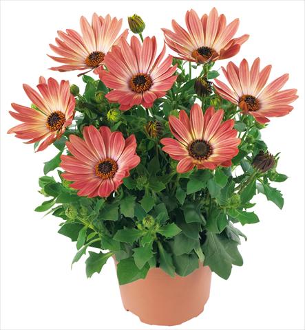 photo of flower to be used as: Pot and bedding Osteospermum Margarita fides® Bronze Bicolor