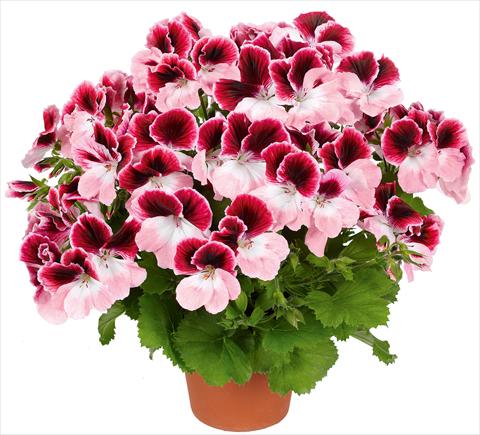 photo of flower to be used as: Patio, pot Pelargonium grandiflorum pac® Aristo® Darling