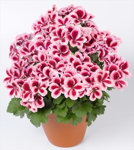 photo of flower to be used as: Patio, pot Pelargonium grandiflorum pac® Candy Flowers® Strawberry Cream