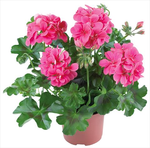 photo of flower to be used as: Patio, pot Pelargonium peltatum Dancing Idols® fides® Candy
