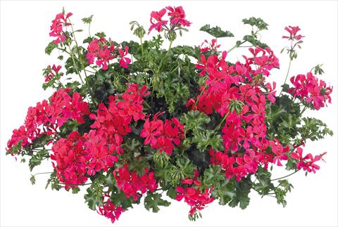 photo of flower to be used as: Pot, patio, basket Pelargonium peltatum Grand Idols® fides® Neon