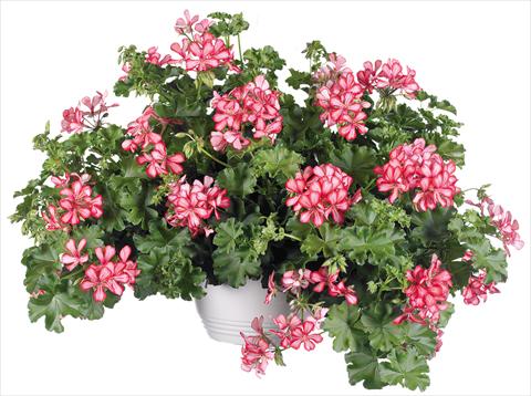photo of flower to be used as: Pot, patio, basket Pelargonium peltatum Grand Idols® fides® Red Bicolor
