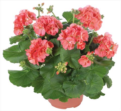 photo of flower to be used as: Patio, pot Pelargonium zonale Master Idols® fides® Coral
