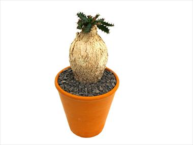 photo of flower to be used as: Pot Cactus Caudex euphorbia stellata
