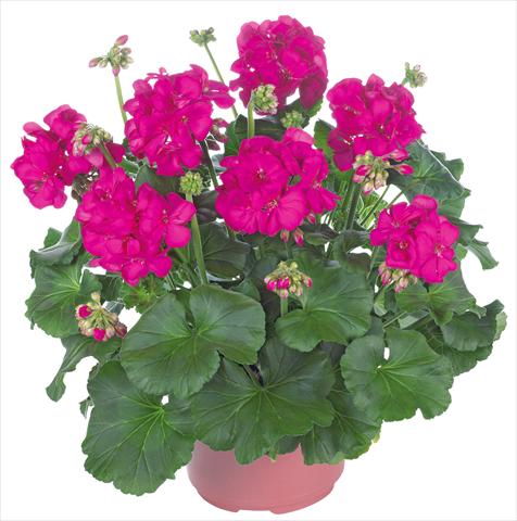 photo of flower to be used as: Patio, pot Pelargonium zonale Master Idols® fides® Neon Purple