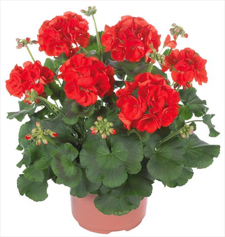 photo of flower to be used as: Patio, pot Pelargonium zonale Master Idols® fides® Scarlet Red