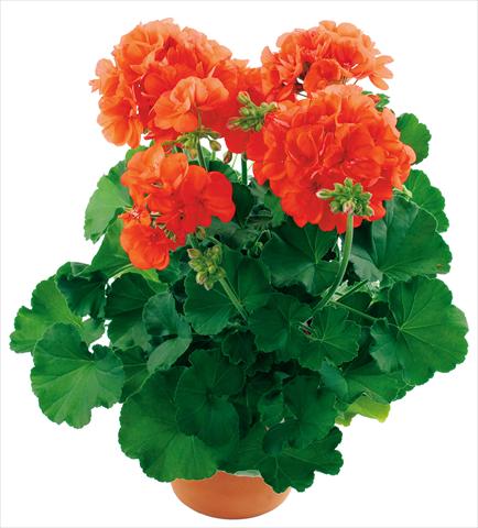 photo of flower to be used as: Patio, pot Pelargonium zonale Summer Idols® fides® Orange