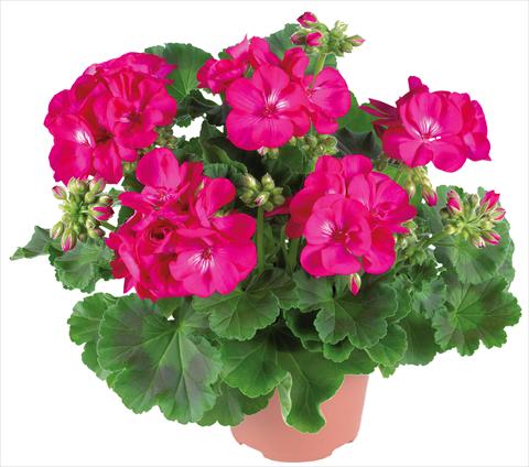 photo of flower to be used as: Patio, pot Pelargonium zonale Summer Idols® fides® Purple