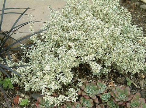 photo of flower to be used as: Pot and bedding Thymus Silver King