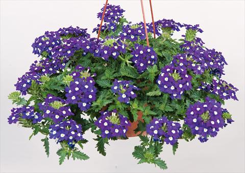 photo of flower to be used as: Pot, patio, basket Verbena Donalena™ Blue Soul
