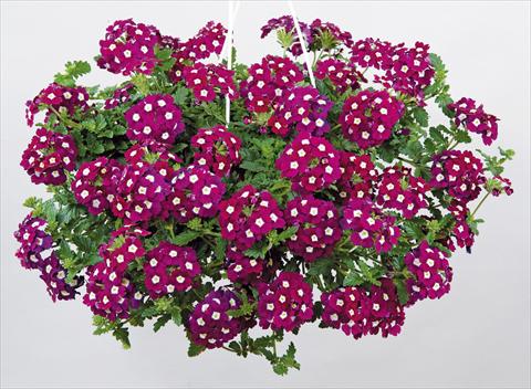 photo of flower to be used as: Pot, patio, basket Verbena Donalena™ Bordeaux Soul