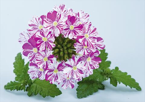 photo of flower to be used as: Pot, patio, basket Verbena Donalena™ Twinkle Dark Purple