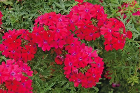photo of flower to be used as: Pot, patio, basket Verbena Veralena™ Rouge
