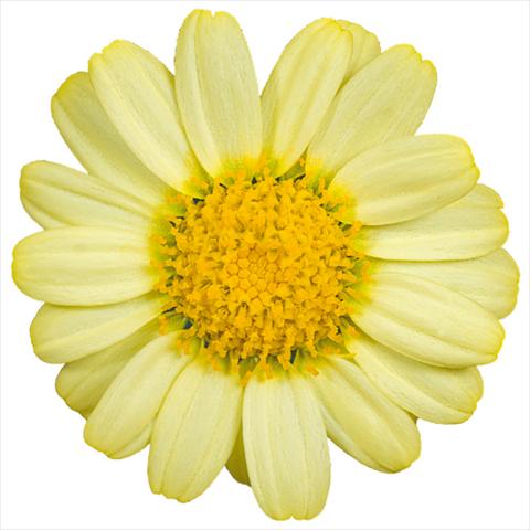 photo of flower to be used as: Pot and bedding Argyranthemum Molimba® m yellow