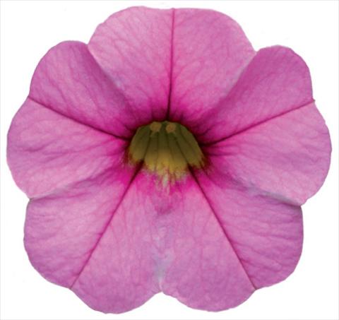 photo of flower to be used as: Pot, patio, basket Calibrachoa Callie® Pink with Dark Eye