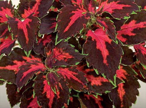 photo of flower to be used as: Pot and bedding Coleus hybrida Mosaik Lava Red