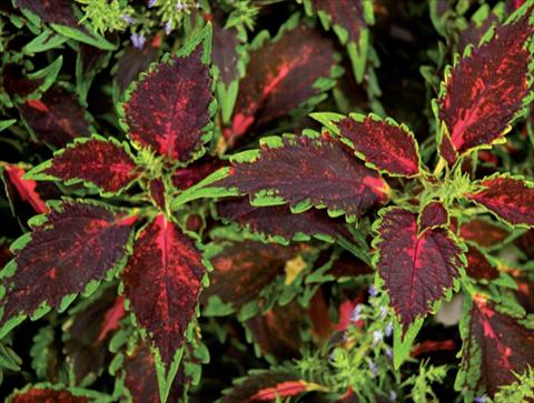 photo of flower to be used as: Pot and bedding Coleus hybrida Mosaik Rose Blast