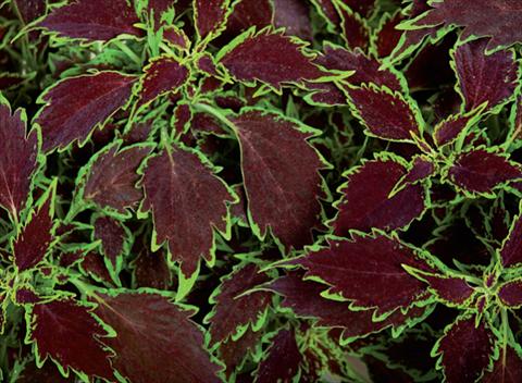 photo of flower to be used as: Pot and bedding Coleus hybrida Mosaik Thin Mint